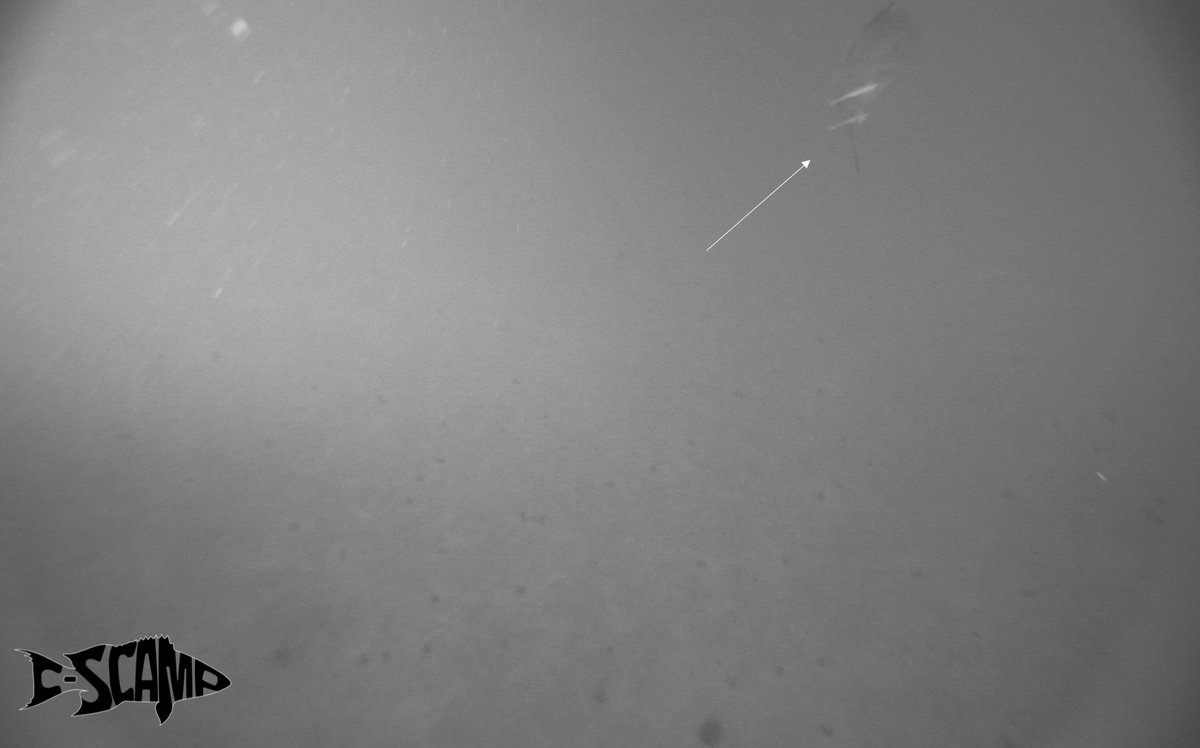 CSCAMPscience's tweet image. Ever seen a ocean sunfish? They are known as one of the heaviest bony fishes in the world, reaching up to 2,205 lb. These odd swimming fish belong to order Tetraodontiformis, including filefishes and pufferfishes. We had the pleasure of seeing one April 2019 in the GoM! #molamola