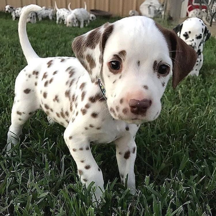 day 58 of jonny as puppies and it’s actually jonny!! (i missed him)