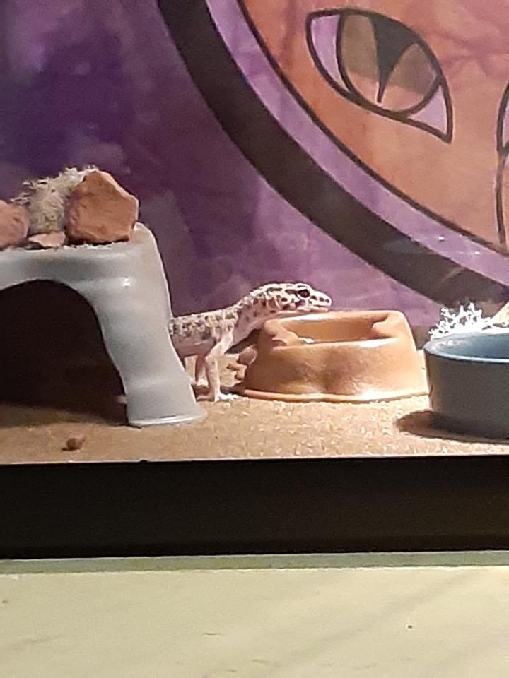 cinnamaddox's tweet photo. apollo thread bc i love him :) https://t.co/9pd3xM5RVi