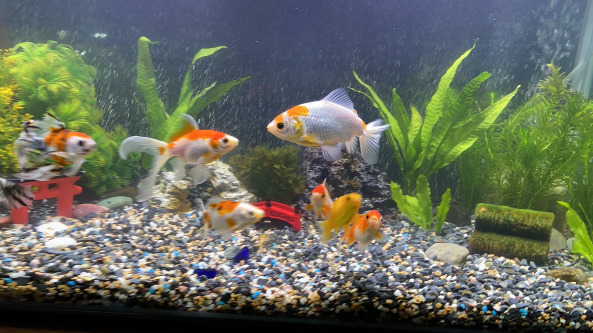 ダイユー なるほどうちは花錦園さんに出会うのが遅くてペットショップで買った小さい金魚からスタートしました はい 今日も花錦園さんに行って黒い朱文金お願いして来たので最後の1匹楽しみにしてるところです笑 お互い金魚楽しみましょう 写真また ダイユー なるほどうちは花錦園さんに出会うのが遅くてペットショップで買った小さい金魚からスタートしました はい 今日も花錦園さんに行って黒い朱文金お願いして来たので最後の1匹楽しみにしてるところです笑 お互い金魚楽しみましょう 写真また