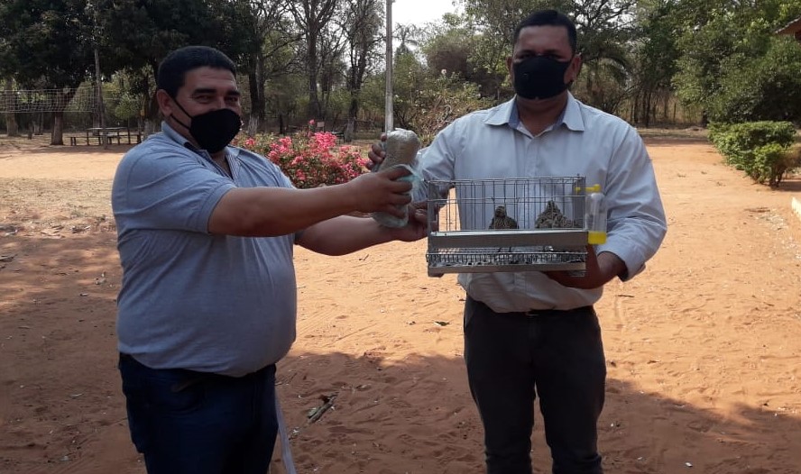 MJusticiaPy's tweet photo. La Granja penitenciaria con régimen semiabierto Ko'ê Pyahu donó codornices ponedoras al #CEILE para que adolescentes en conflicto con la Ley Penal puedan dedicarse a la producción de huevos. Los mismos serán instruidos en el cuidado de las aves. Más info👉https://t.co/w7pkk1YtEP https://t.co/skJolqE03h