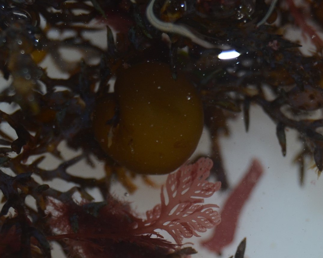PPoliaqua's tweet photo. Colpomenia peregrina Sauvageau 1927 https://t.co/ptNfqXWyQs