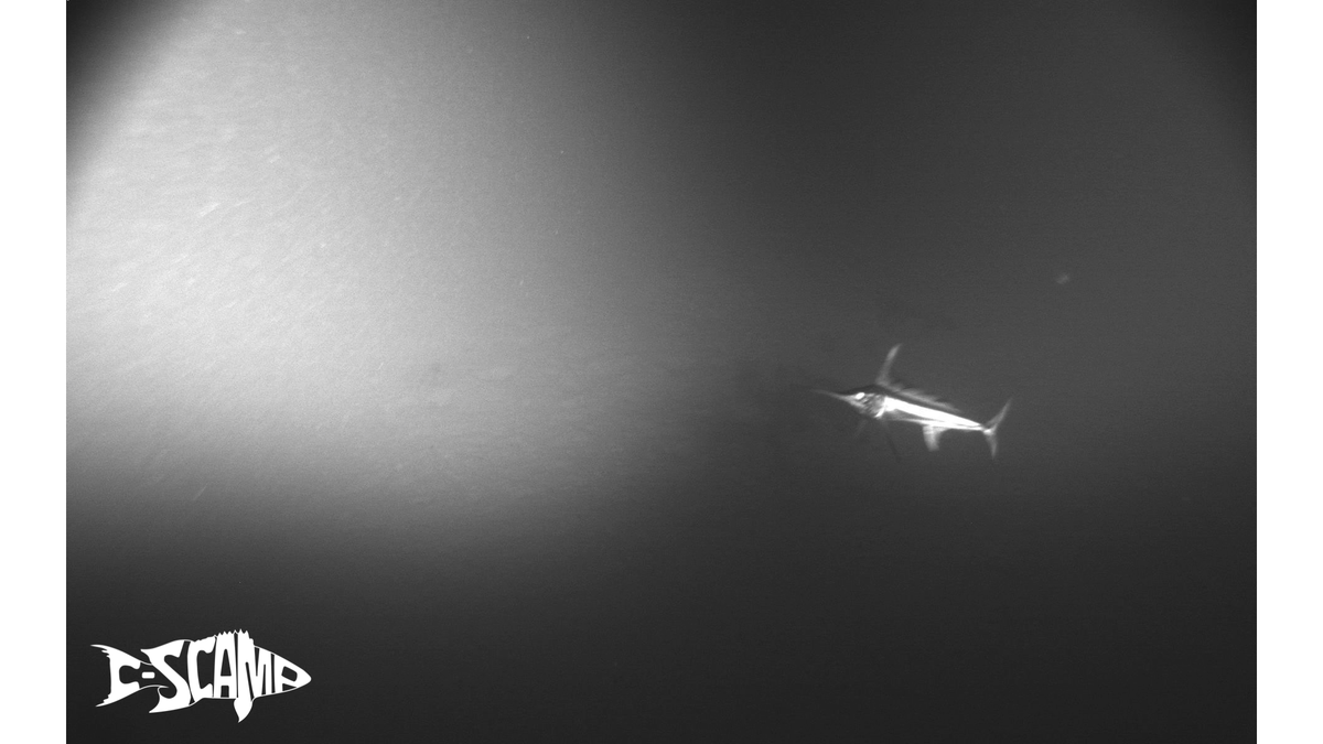 CSCAMPscience's tweet image. Known as a pelagic species, we had a rare occurrence of seeing a #bluemarlin on the seafloor! While it didn't stay long, we managed to grab a screenshot! How cool! 
#GulfofMexico #FishesoftheGulf #Underwater #Towedvideo #CSCAMP #Pipeline #USFresearch