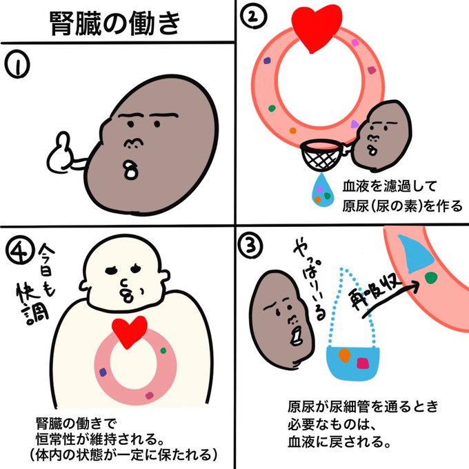 ゴロ 解剖生理イラスト Rockybabyto さんの漫画 27作目 ツイコミ 仮 ゴロ 解剖生理イラスト Rockybabyto さんの漫画 27作目 ツイコミ 仮