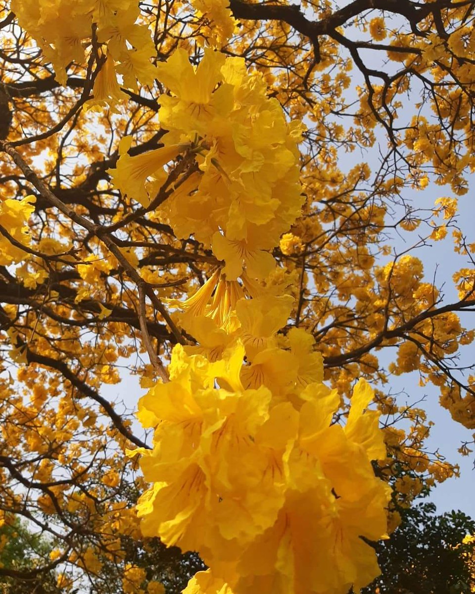 JuanServian1's tweet photo. #BuenosDias #mundo #BuenMartes #paratodos #lapachoamarillo #lapachorosa #enflor #BuenosAires #Argentina https://t.co/XccAiS9JhW