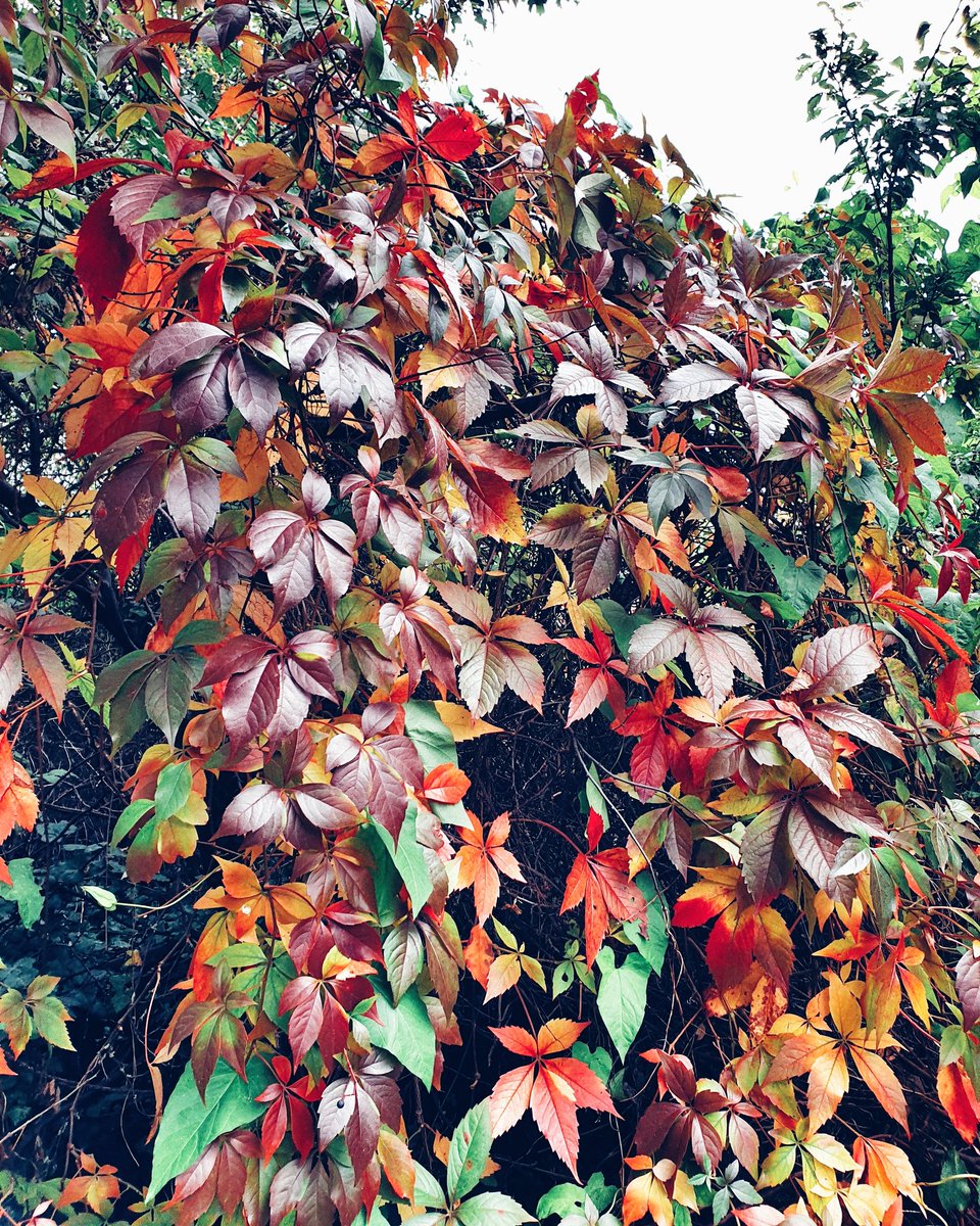 TomTheNextLevel's tweet photo. A few autumn pics from here in #London #SW19 to cheep up your day 🍃🍂🍁🌞😚💜 #HiddleStoners #HiddleSisters #October2020 https://t.co/6lPuq2rCmy