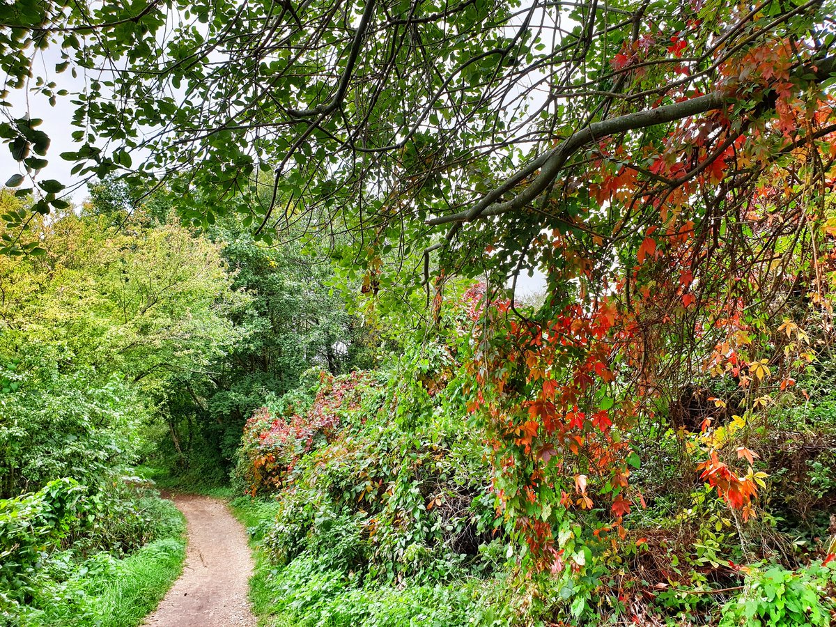 TomTheNextLevel's tweet photo. A few autumn pics from here in #London #SW19 to cheep up your day 🍃🍂🍁🌞😚💜 #HiddleStoners #HiddleSisters #October2020 https://t.co/6lPuq2rCmy