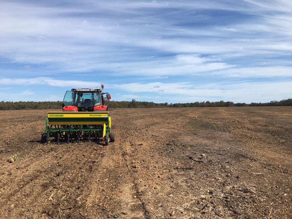 DobbeEric's tweet image. Bluegums out, Millet in. Hopefully soil temp at 14 and rising.