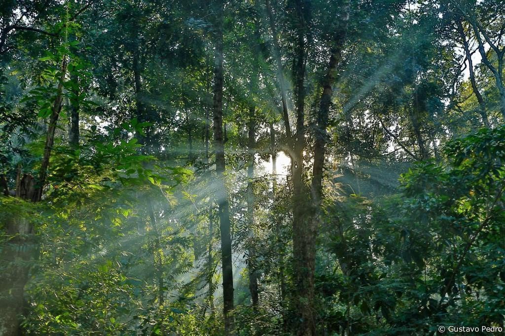 So with a new governor, Chase Carey has sent him a lobby asking “respectfully” to go on with the project of cutting down a forest for a race track.  #BrazilSaysNoToDeforestation