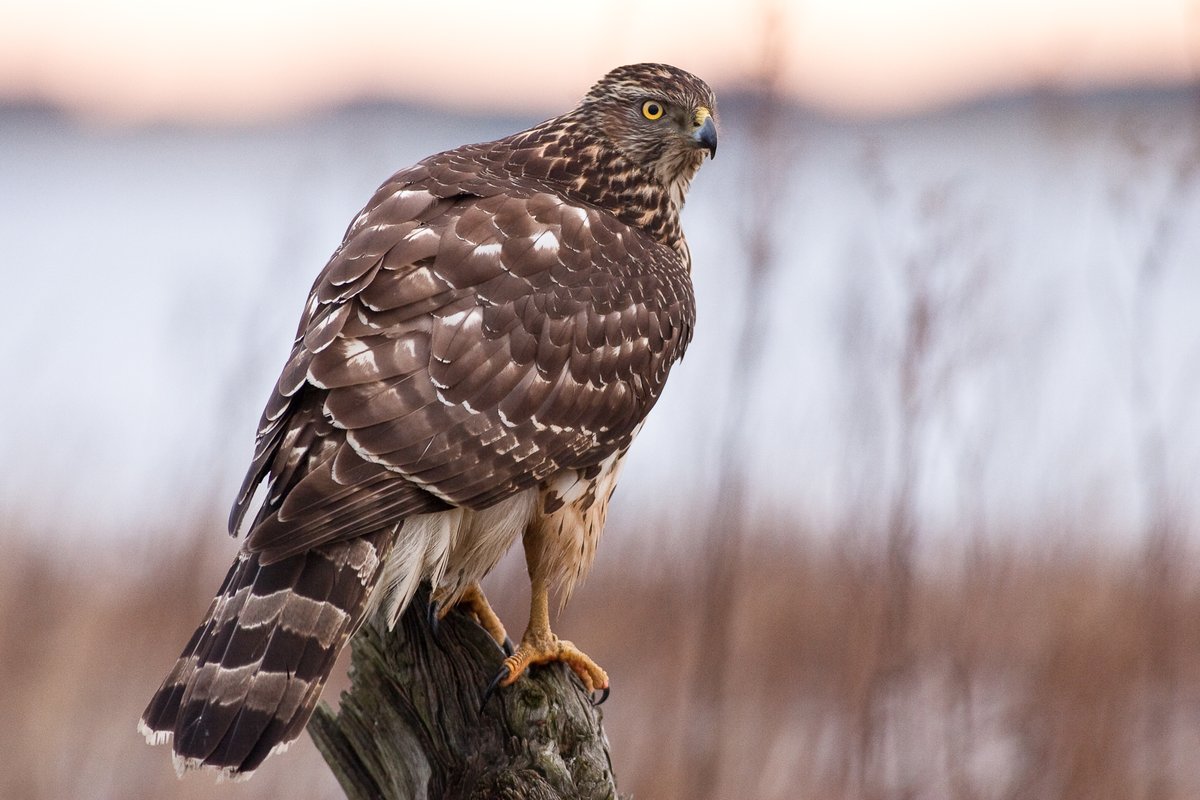 Goathland Moor is to be regenerated for wildlife and habitat conservation by the Duchy of Lancaster.🌿 Preparations are underway to end the grouse shooting lease following the illegal killing of a goshawk. 📺 Watch our exclusive coverage on @Channel4News channel4.com/news/is-queen-…