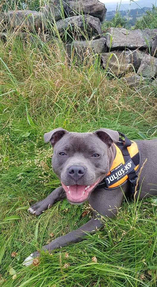 1980_parker's tweet photo. @thismorning Our little smiler...11 month old Safi the Staffy 🐶 @thismorning @hollywills @Schofe https://t.co/HuxWBxa28E