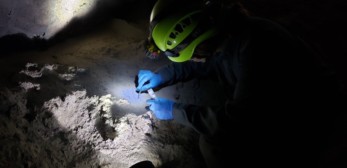 Wildlife biologists gather bat guano, or droppings, from Derrick Cave in central Oregon -- BLM photo: Lisa McNee