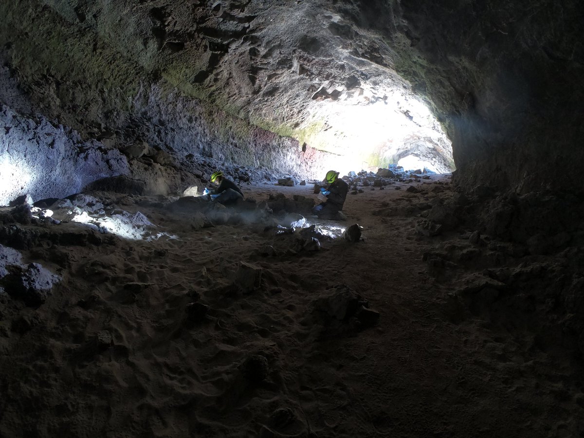 Wildlife biologists gather bat guano, or droppings, from Derrick Cave in central Oregon -- BLM photo: Lisa McNee