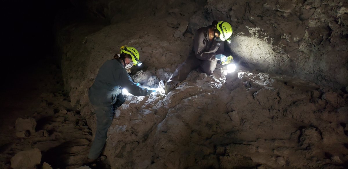 Wildlife biologists gather bat guano, or droppings, from Derrick Cave in central Oregon -- BLM photo: Lisa McNee