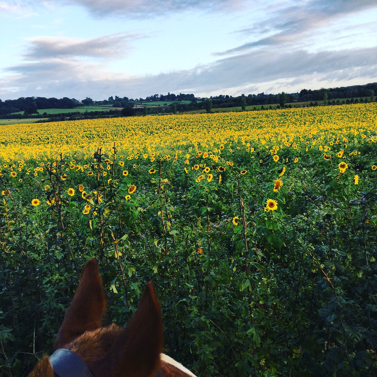 Lovely start to the day today 🌻 #cookham #Maidenhead #horseriding