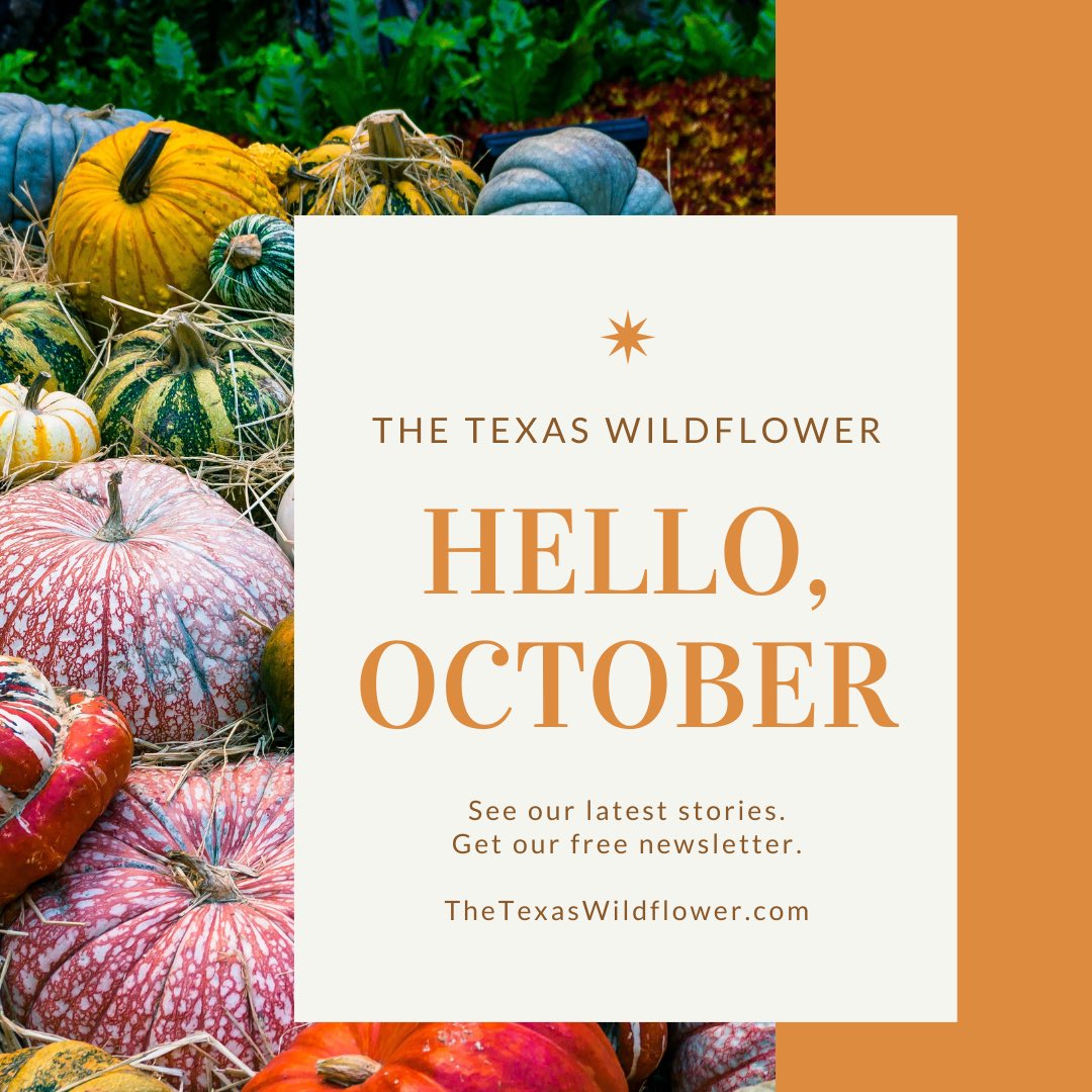 The Texas Wildflower tweet media