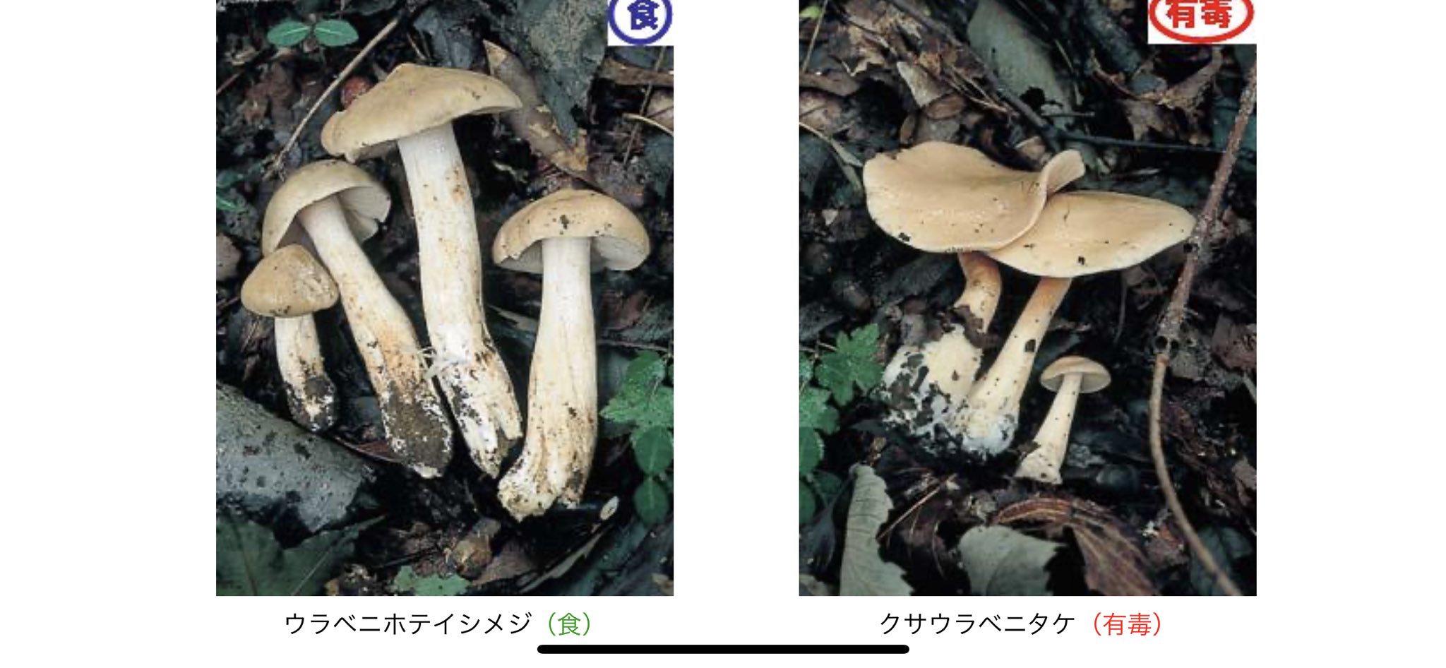 白燕 これは素人は見分けるの無理だわ この写真だと 柄の上が細く 茶色い っていうのが同定ポイントに見えるけど 環境個体差とか一瞬でも考えたら絶対わからないわ キノコは見分けつきにくいね 毒キノコ クサウラベニタケ ハタケシメジ