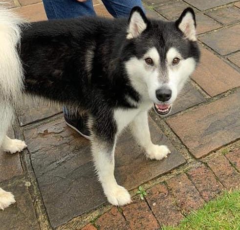 SaintsSledDogs's tweet image. Say 👋🏻👋🏻 to Sabre who’s also come into our care this week! #Adoptdontshop #fosterfirst