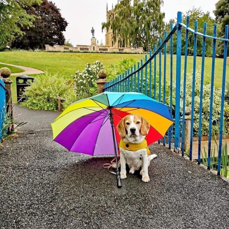 GOOD NEWS! 

Gosia Rossa and Ian Green and their lovely beagle SPIKEY entered a Butchers Dog Food photo competition and they WON! 

Here is the photo of SPIKEY that won. The prize was a £50 voucher and a supply of dog food to their nominated Rescue Charity