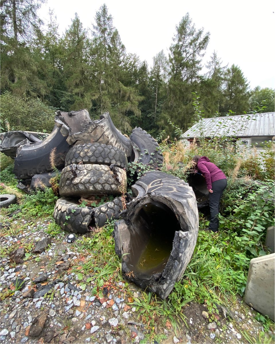AviaGIS's tweet photo. In search of Aedes japonicus, fieldwork collaboration with #ITM
#aedesjaponicus #mosquito #invasive species https://t.co/jOLoZoDbdA