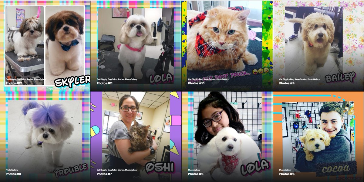 diggity dog pet salon