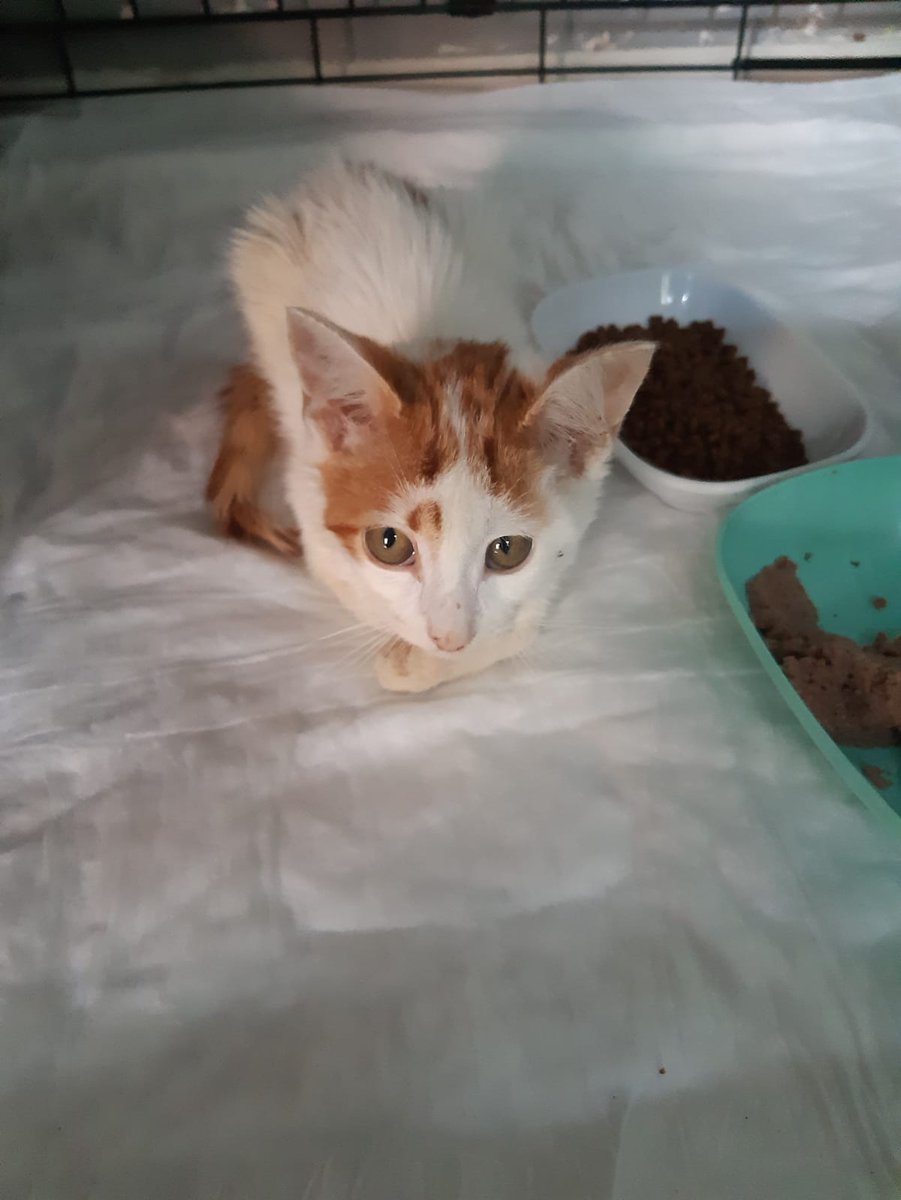 Kalıcı yuvasını arıyor!
Bu yavru trafik kazası geçirdi; aldığı tedavi sonrası sağlığına kavuştu ancak bir kalıcı yuvaya ihtiyacı var. Kısırlaştırma ve pencerelerin güvenli olması şartıyla yeni yuvasını arıyor. İletişim için DM gönderebilirsiniz. #satinalmasahiplen #yavrukedi