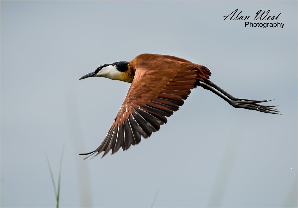 AlanStevenWest's tweet photo. An African Jacana. Taken in the marsh land around the Ziwa Rhino Sanctuary prior to a walk with the Rhinos. Kibangya, Uganda.

© Alan West Photography

#photography #Uganda #safari #nature #naturephotography #travelphotography #wildlife #wildlifephotography #birdphotography https://t.co/sUuBjaINxu