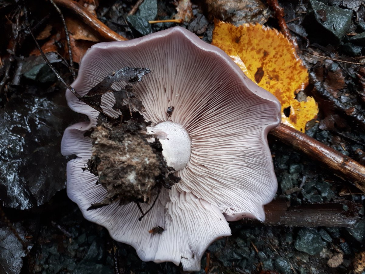 NNS_NatureNS's tweet image. This is a blewit #mushroom (aka Lepista nuda, Clitocybe nuda, Tricholoma nudum, the wood #blewit, or blue stalk mushroom!) Found through the Americas and much of Europe, it is relatively easy to find and recognize, with its bluish tinge and shiny cap, like a beached squid!