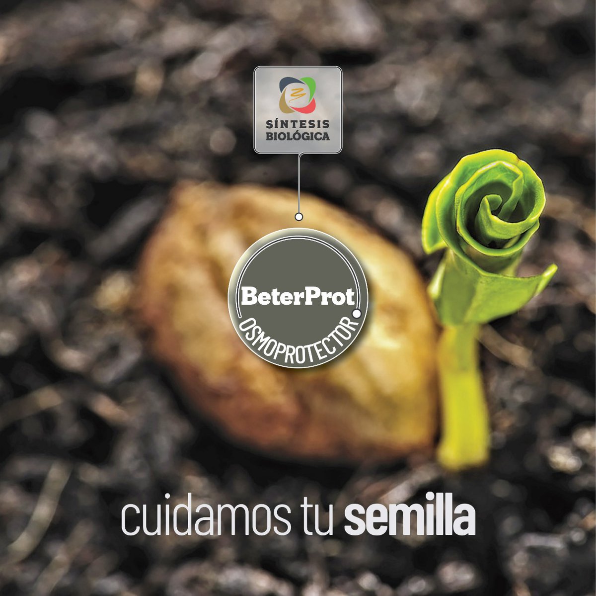 summabio's tweet photo. Nuestros inoculantes están acompañados con Beter Prot, un osmoprotector y antioxidante que mantiene el metabolismo de las bacterias en el período entre la inoculación y la siembra
📝areatecnica@sintesisbiologica.com.ar 
.
.
#Inoculacion
#Siembra #Soja
#Osmoprotector
#Antioxidante https://t.co/jh4wDBDSQG
