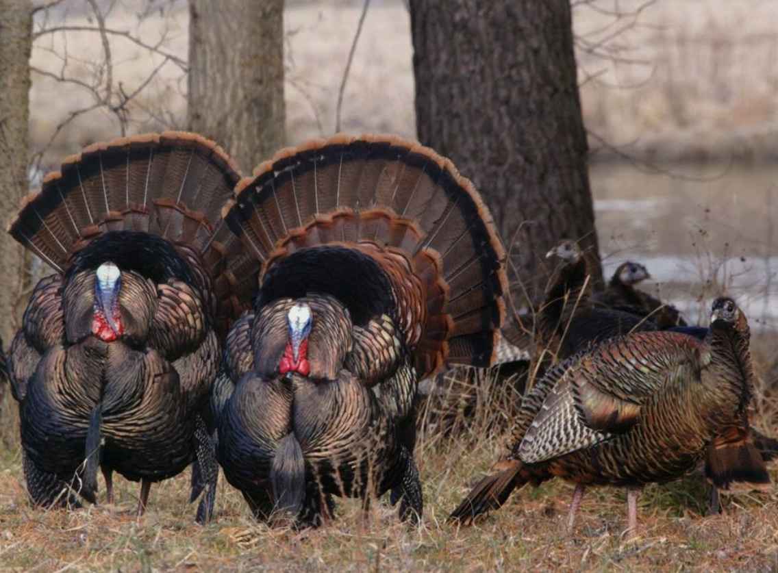 IllinoisDNR's tweet image. Fall Archery Turkey Season is underway in Illinois, and now is the time to prepare for the 2021 Spring Wild Turkey Season.  Illinois resident hunters can apply now for the first lottery for 2021 Resident Spring Wild Turkey Season permits. Details:  www2.illinois.gov/dnr/hunting/Pa…