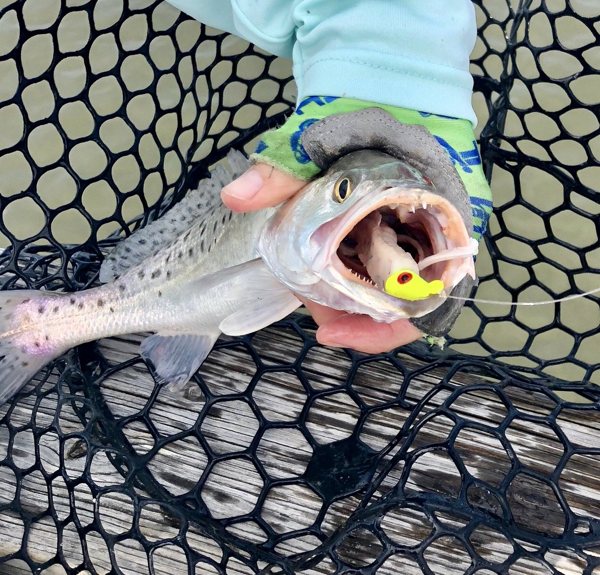 Trout just don’t want to let go of the @csbFishbites Dirty Boxer Curly Tail!! Really liking the Fishbites Fight Club line-up! #fishbites #fishbitesfightclub #jigheads #seattout #saltwaterfishing #fishbitesjigheads #whatthefin #fishmonkeygloves #livelifewithnolimits 🎣🦿