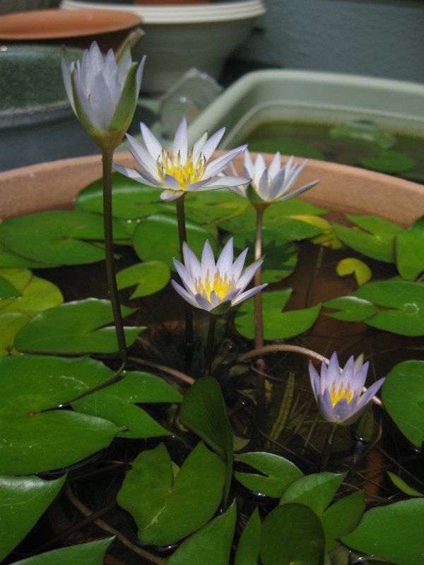 これも昔の写真。
セルレアとそっくりな花ですが、「ドウベン」という品種です。
セルレア（N.Caerulea）とミクランサ（N.Micrantha）をかけ合わせて作られた品種で、ホームセンターでも購入できるほど流通しています。
#熱帯睡蓮 #tropicalwaterlily