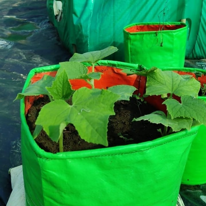 Integrated fish farming system , 15 days old plant .its irrigated by fertilised pond water.

#integratedfarming #aquaculture #aquaforsocialgoods