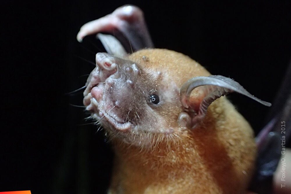 Bat Number Six is the greater bulldog bat or fisherman bat (Noctilio leporinus) so named because they catch small fish and shrimp, with their hooked claws.They use echolocation to detect fish jumping, or their fins poking as little as a millimetre above the water, then swoop in!