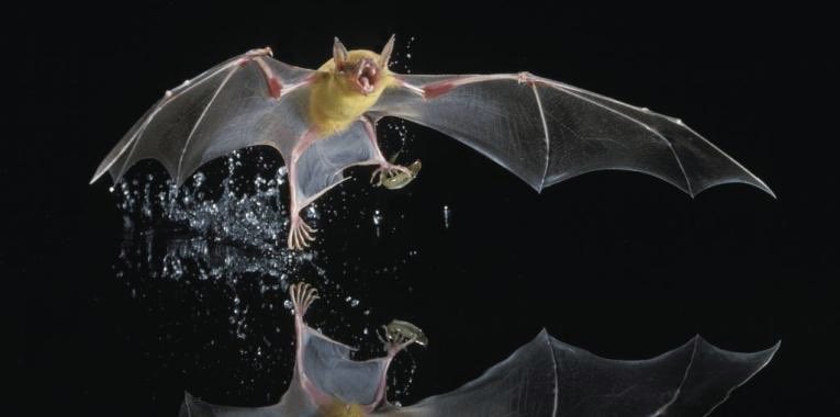 Bat Number Six is the greater bulldog bat or fisherman bat (Noctilio leporinus) so named because they catch small fish and shrimp, with their hooked claws.They use echolocation to detect fish jumping, or their fins poking as little as a millimetre above the water, then swoop in!