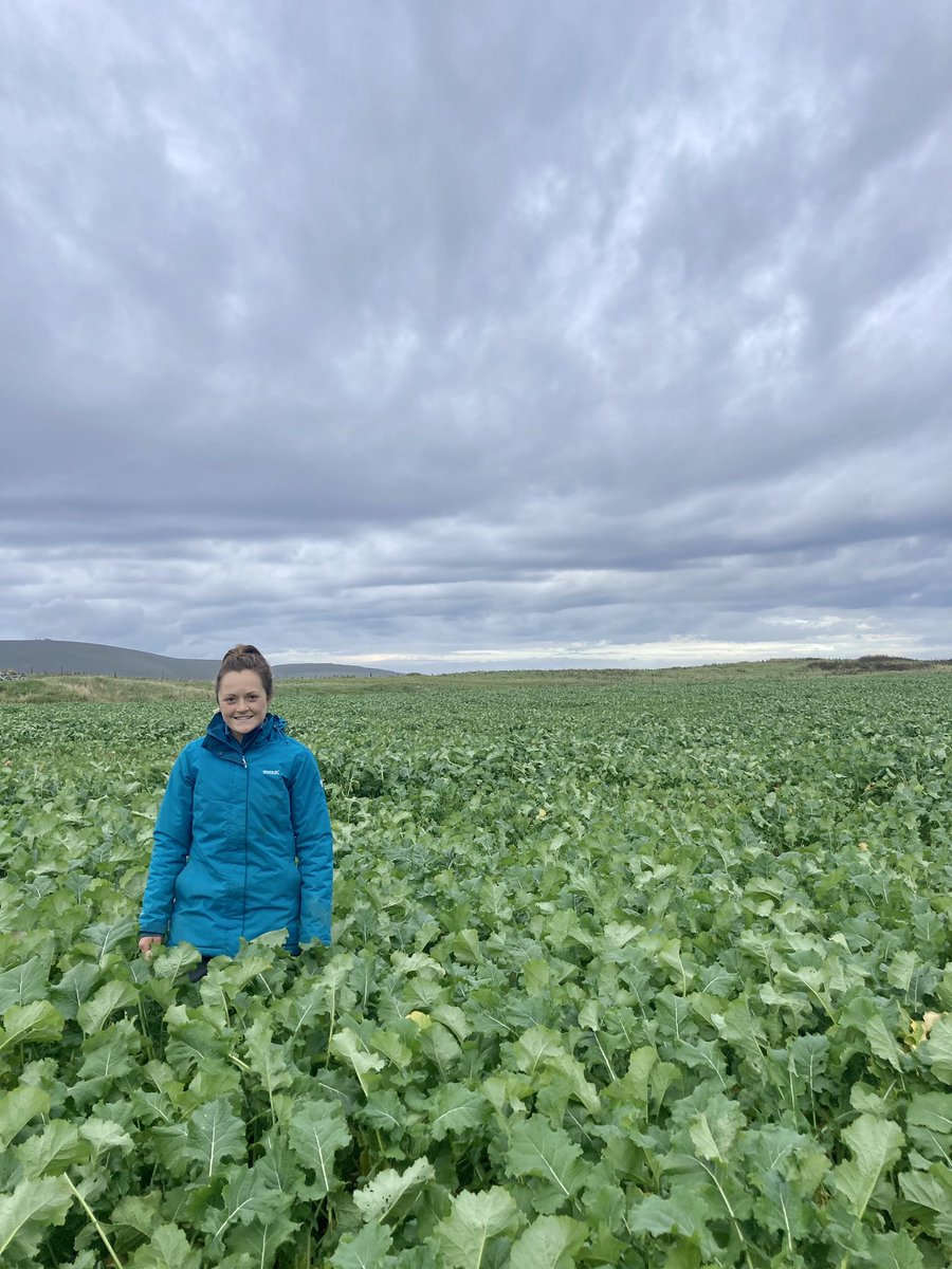 Our direct drilled rape. Not ready to trade in the plough yet but we’re impressed so far. Disclaimer: the whole field does not look like this 😅