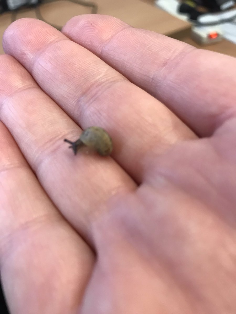 Saved a tiny snail today. Feeling good.