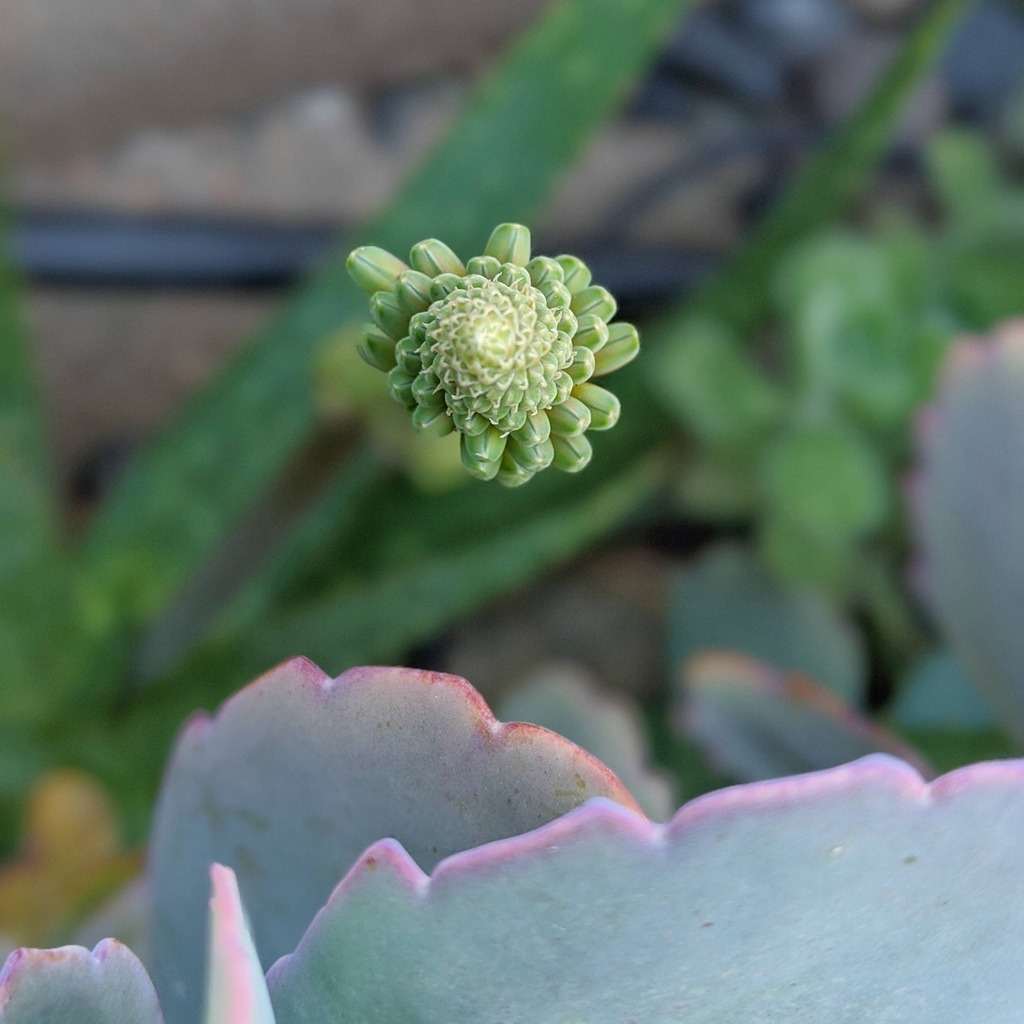 SUCCdotCARE's tweet image. Spotted this #aloe about to bloom in the backyard! 
#geometryinnature
•
•
•
•
•
#succulent #succulents #cactus #cacti #succulove #succulentlove #cactuslover #succulentgarden #leafandclay #succulentsofinstagram #cactusmagazine #succulenthoarder #succulentaddict #plants #s…