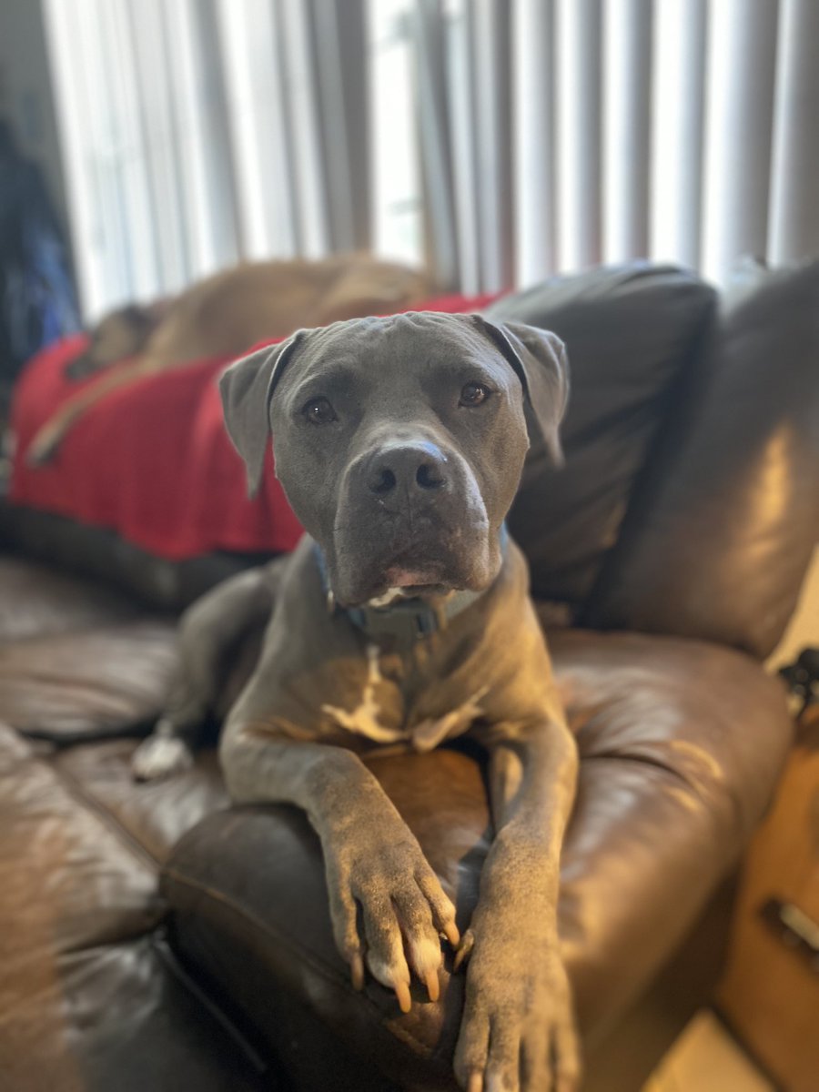 theBluecifer's tweet photo. You
Have
My
Attention

#blucifer #dailyblucifer #dogsoftwitter #dogs #DogLover https://t.co/yvAhFUPr9E