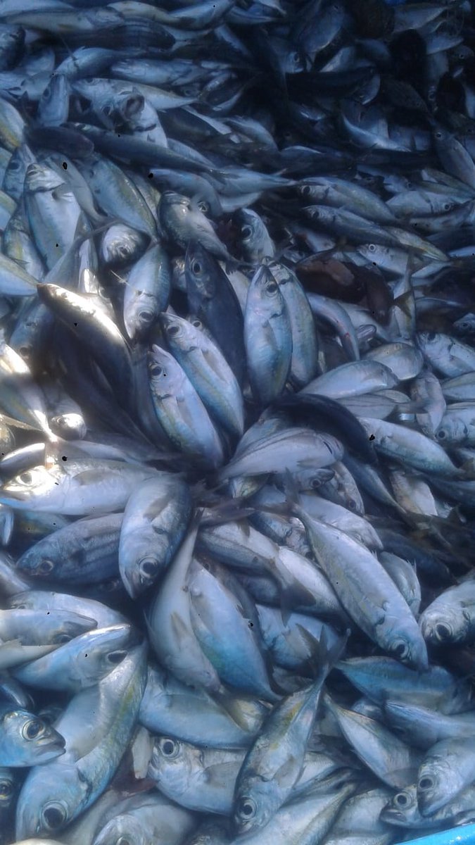 الشواهين (@4lcomoycdkpuain) on Twitter photo 