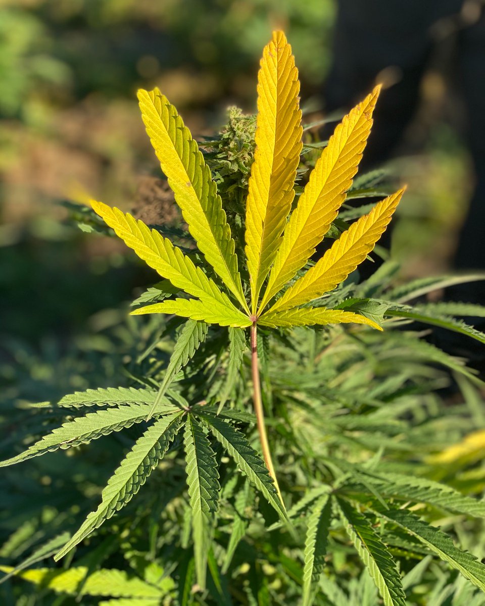 CANNAdotMN's tweet image. It's a beautiful week to harvest this beautiful outdoor, sun grown plant in our beautiful state. 

#cannaMN #industrialhemp
#mnhemp #mnhempindustry