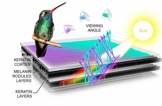 -their hair works the same way as certain bird feathers or the wings of certain insects, REFRACTING the light that bounces off of it so that their hair APPEARS to be blue, green, purple, etc.. However, this applies to their hair almost entirely-