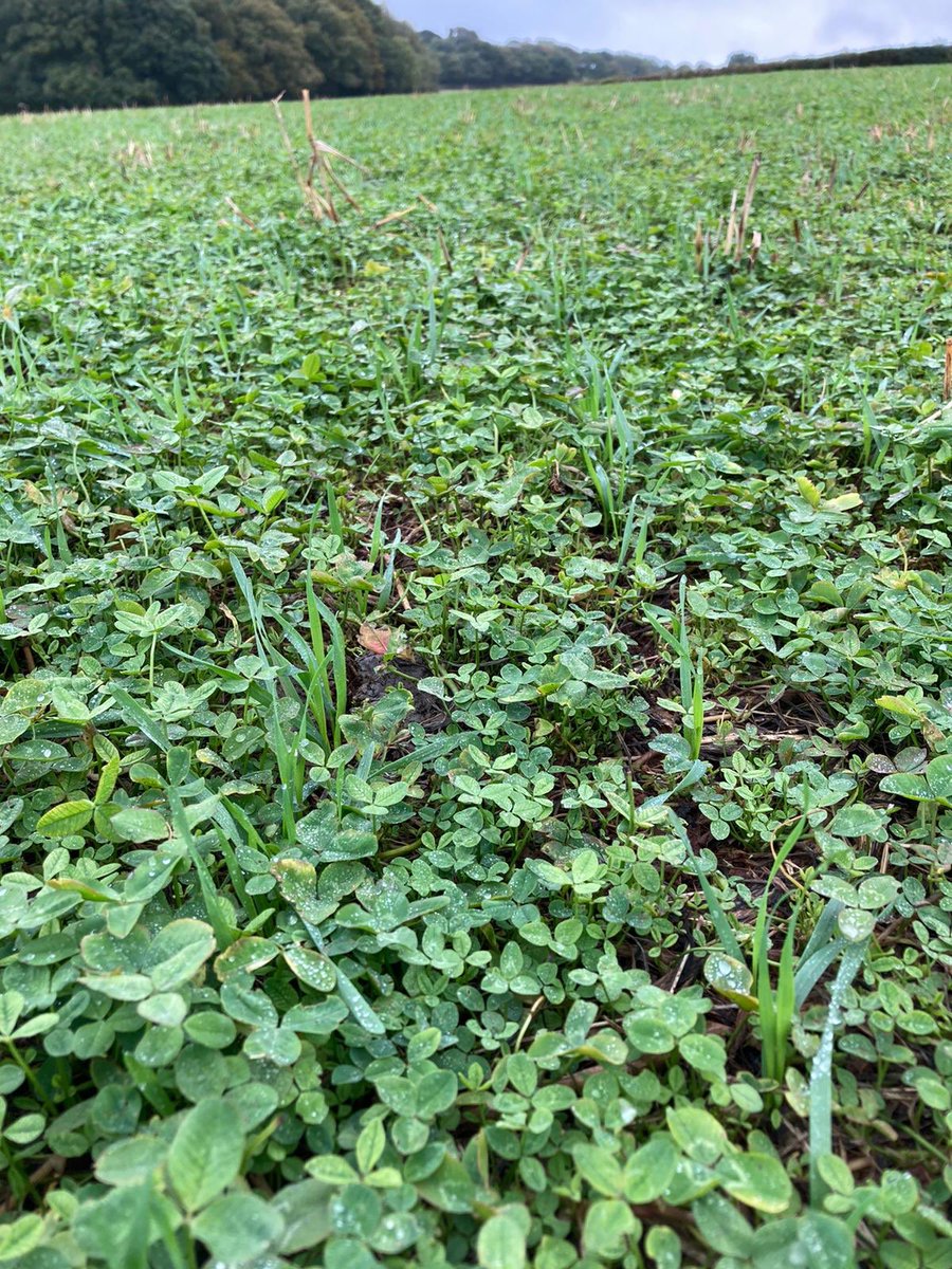 Brett_CCC's tweet photo. Graham coming up well in the white clover living mulch. Drilled with a Moore unidrill on the 14th Sep, so far very hard to see aphids. In comparison a block of oats emerging a few fields over that has plenty in. https://t.co/tw06GfDlTM