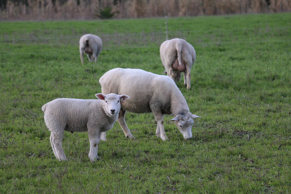 PlanAgro's tweet photo. 📻🐑🐂 Programa Mano a Mano del 3/10.
Manejo sanitario de la majada durante la lactancia. Dra. Sofía Salada @SUL_uy .
El #silopack como #reserva forrajera. Ing. Agr. Santiago Lombardo. @slombardo34
Acceda al programa en https://t.co/4aHVVFR308 https://t.co/kZ6QiUmwNg
