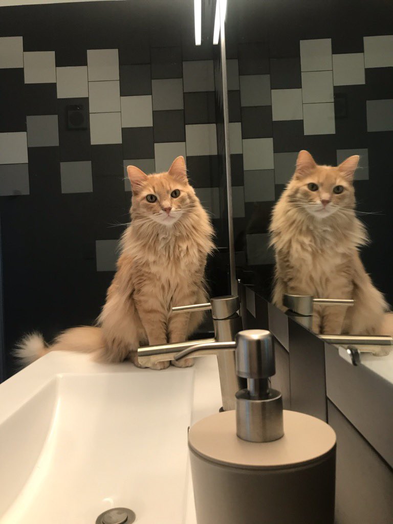reverbkc's tweet photo. pet friendly | no pet deposit 🐱

#REVERBKC #KansasCity https://t.co/YrUGF8pm3e