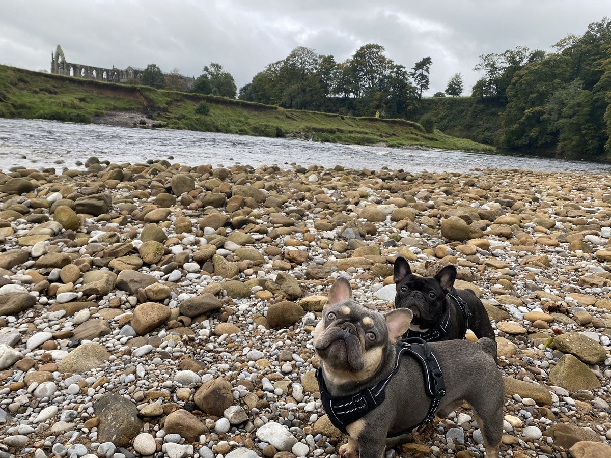 Very relaxing day at #BoltonAbbey with my boys today 🐶 #FrenchBulldogs