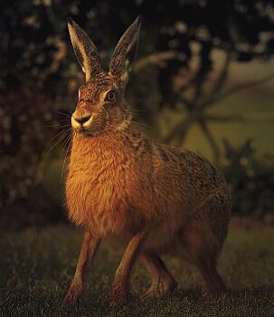 TheEnglishWitch's tweet photo. In the early autumn twilight I opened the back door to fetch some water, and there was a young Hare sat by my back step ...
.... it froze in position as if I had surprised it as it was about to knock...
#Hares #Familiar #Witchhare โจ https://t.co/H4MpyOGFqZ