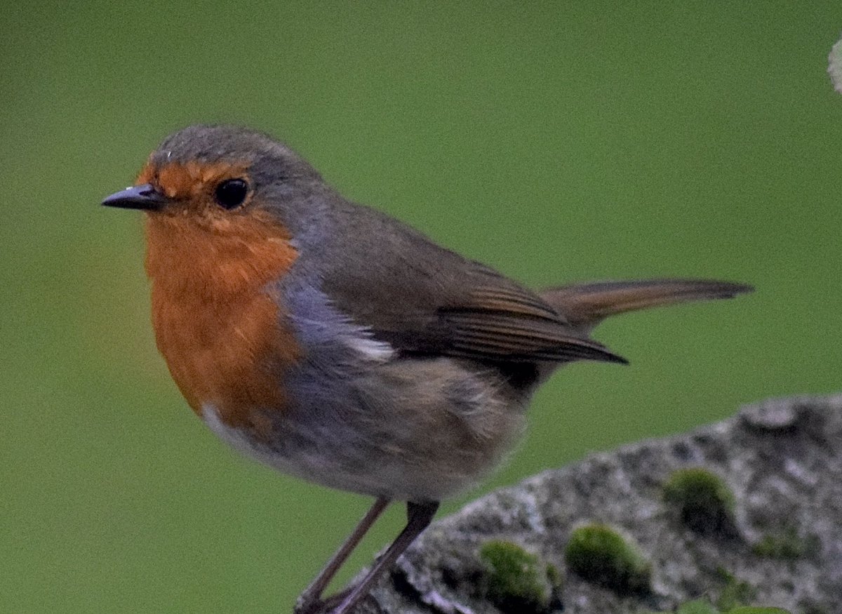 Hello Little Robin Redbreast!  Isn’t nature beautiful 💕