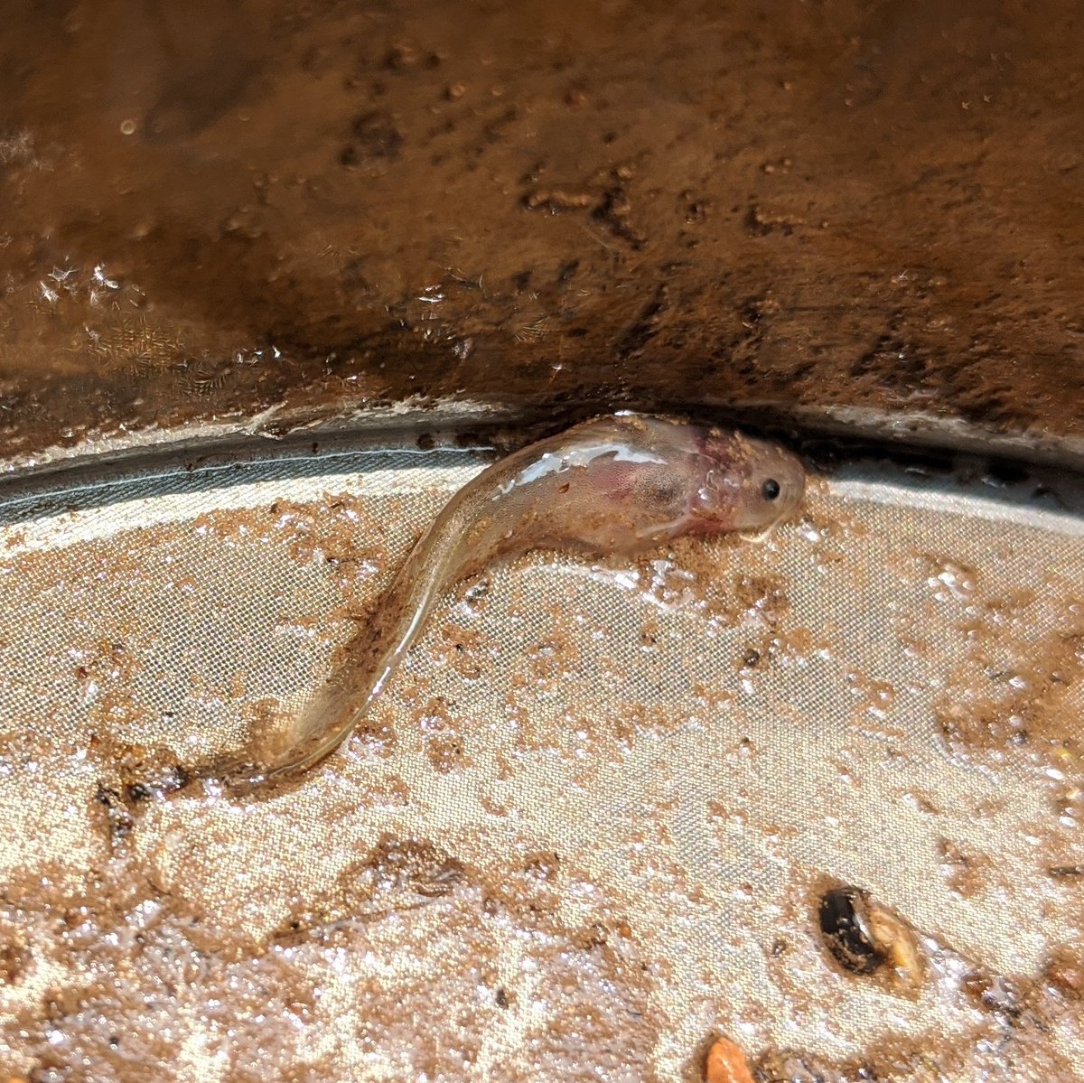 DavidFleshman10's tweet photo. Crazy find in a #hyporheic sample. Tiny madtom pumped up from a well installed ~50cm below the stream bed! https://t.co/tDWhOUpzfK