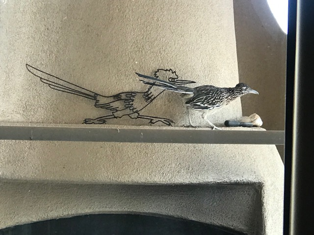 USFWS's tweet photo. Greater roadrunners live year-round in the southwestern U.S. &amp; Mexico. They are also New Mexico’s official State Bird. Despite what you've seen in cartoons, coyotes can pose a challenge: the wily predators can run over 2x faster than roadrunners! Photos courtesy of Carol Ezell. https://t.co/Jm1yNdeAf5